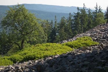 Ringwall auf dem Altkönig