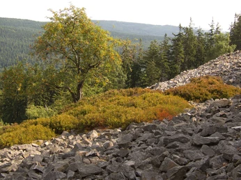 Ringwall auf dem Altkönig