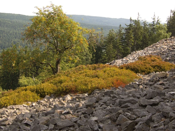 Ringwall auf dem Altkönig