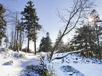 Der Altkönig im Winter