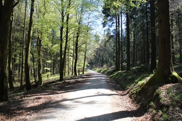 Relikte des Limes im Wald bei Glashütten