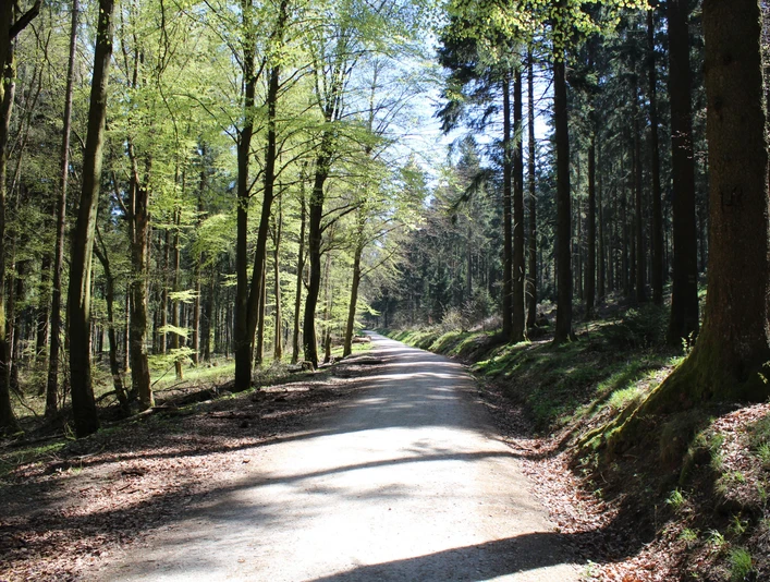 Relikte des Limes im Wald bei Glashütten