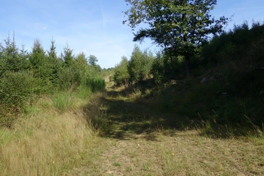 Teilweisen auf einem naturnahen Pfad geht es durch hohe Gräser. Pfad umgeben von Wald, Büschen und Gräsern.