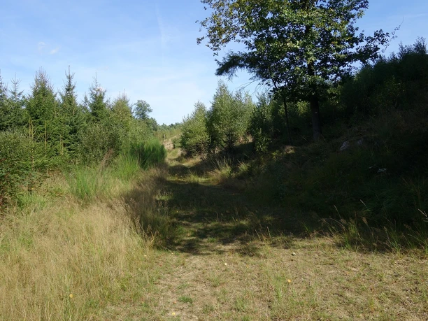 Teilweisen auf einem naturnahen Pfad geht es durch hohe Gräser. Pfad umgeben von Wald, Büschen und Gräsern.