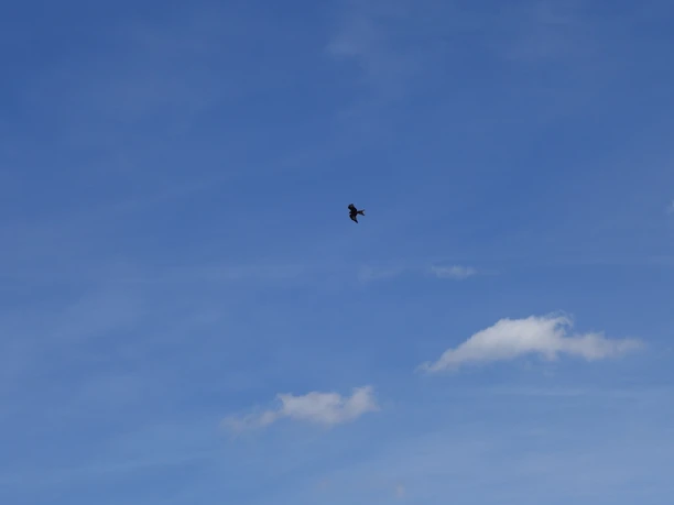 Greifvögel kreisen über den weiten Felder und Wiesen Blick in den blauen Himmel. Am Himmel ein Greifvogel.