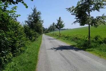Eine kleine Allee begleitet den Wegeverlauf bei der Siedlung Isenburg Straße Richtung Isenburg. Neu angelegte Allee mit noch kleinen Lindenbäumen.