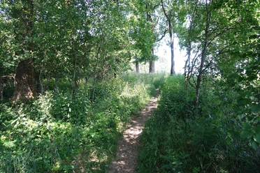 Schmalen Pfade sorgen für eine erlebnisreiche Kurzwanderung Schmaler Pfad führt durch den grün bewachsenen Wald.