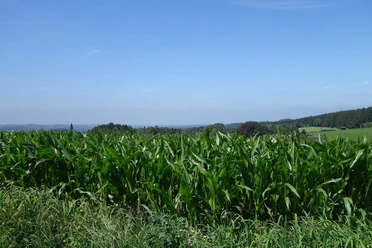 Zu Beginn des Weges gibt es tolle Weitsichten in Richtung Rönsahl zu bestaunen Blick über ein Maisfeld. Im Hintergrund Wälder und blauer Himmel.