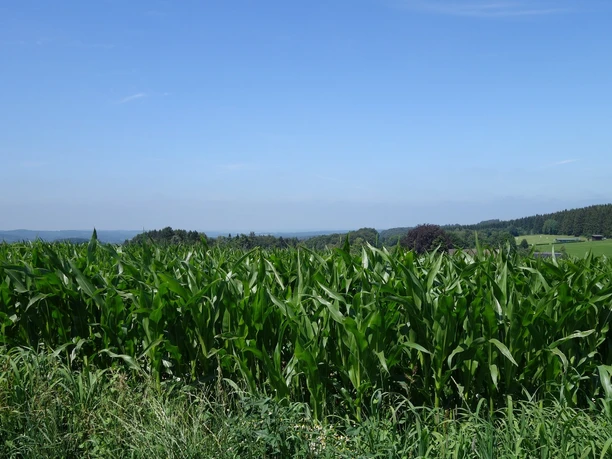 Zu Beginn des Weges gibt es tolle Weitsichten in Richtung Rönsahl zu bestaunen Blick über ein Maisfeld. Im Hintergrund Wälder und blauer Himmel.