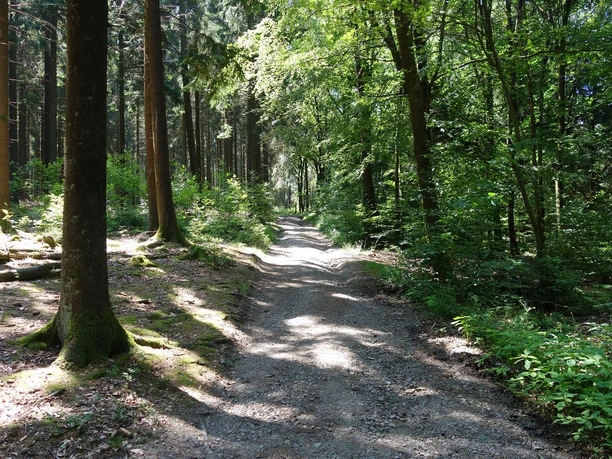Natur pur im Wienhagener Wald Forstweg durch den Wald. Die Sonne scheint durch die Bäume auf den Weg.