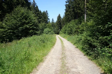 Wegeverläufe entlang blühender Wiesen und durch ruhige Wälder Ein doppelspuriger Weg in der Mitte. Rechts und links grünes Buschwerk und Wald. Blauer Himmel über dem Wald.