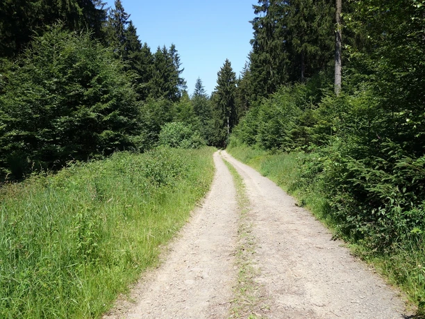 Wegeverläufe entlang blühender Wiesen und durch ruhige Wälder Ein doppelspuriger Weg in der Mitte. Rechts und links grünes Buschwerk und Wald. Blauer Himmel über dem Wald.
