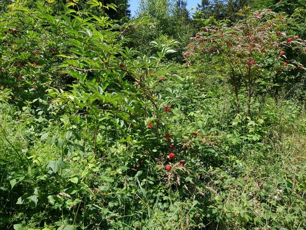 Abwechslungsreiche Natur am Wegesrand Verschiedenes Buschwerk in Nahaufnahme. Saftig grüne Blätter und rote Beeren.
