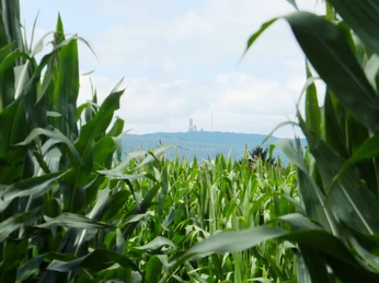 Blick aus dem Labyrinth in Richtung Feldberg