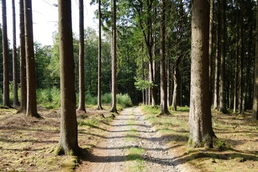 Waldabschnitt auf dem Herlinghauser Berg Ein Forstweg führt durch den Wald. Im Vordergrund einzelne Bäume. Im Hintergrund dichter Wald.