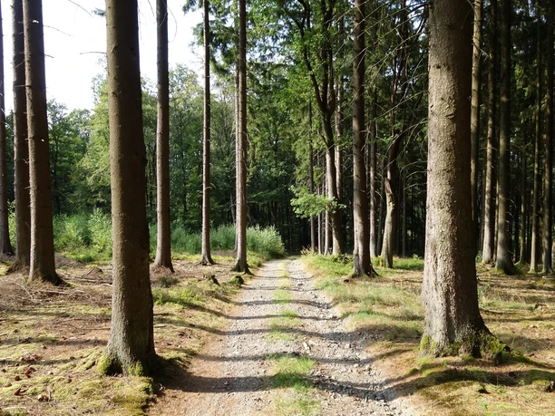 Waldabschnitt auf dem Herlinghauser Berg Ein Forstweg führt durch den Wald. Im Vordergrund einzelne Bäume. Im Hintergrund dichter Wald.