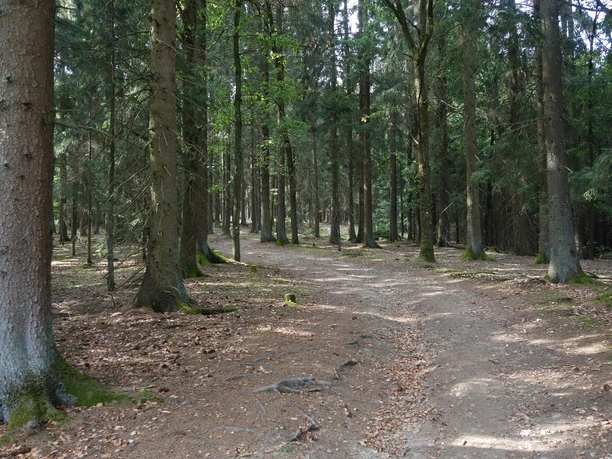 Der Weg schlängelt sich öfters durch die örtlichen Wälder Ein Forstweg verläuft durch einen Wald.
