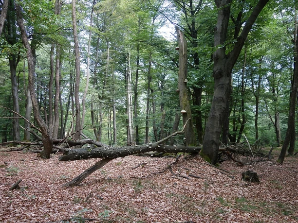 Naturbelassene Waldstücke im Naturschutzgebiet