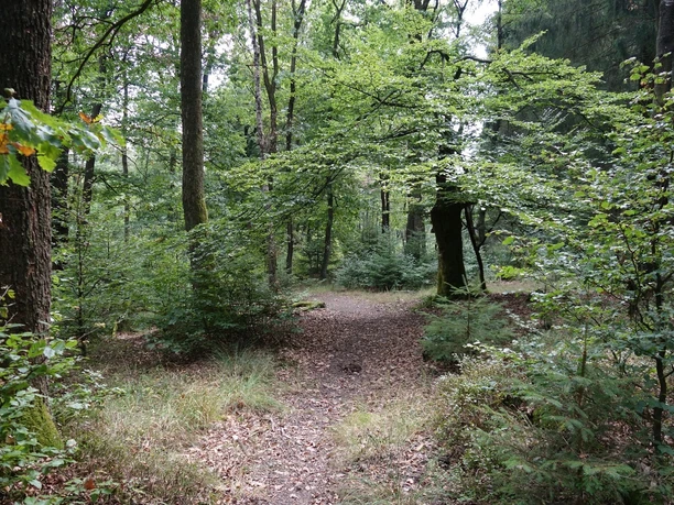 Wegeführung mitten durch den Wald