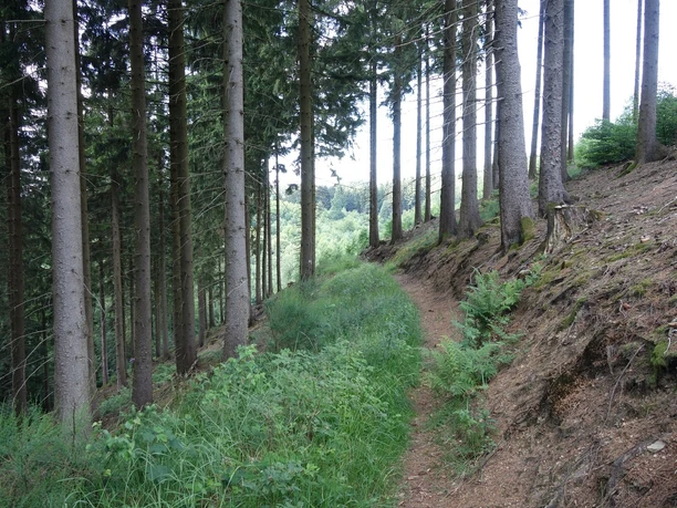 Durch die Wälder entlang der Hänge
