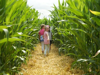 Maislabyrinth Liederbach