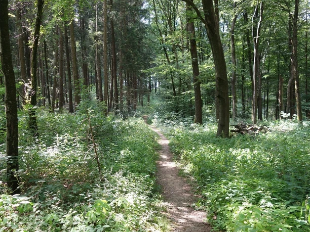 Der Pfad führt uns in Richtung "Dschungel"