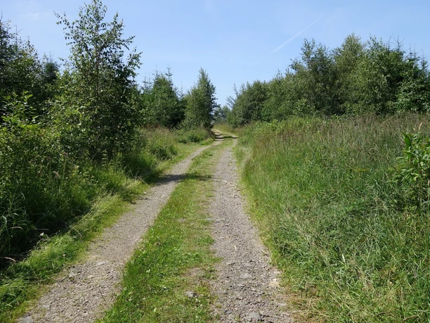 Wegeverlauf über den Wernscheid Doppelspuriger Weg zwischen Gebüsch und Bäumen. Am Horizont hellblauer Himmel.
