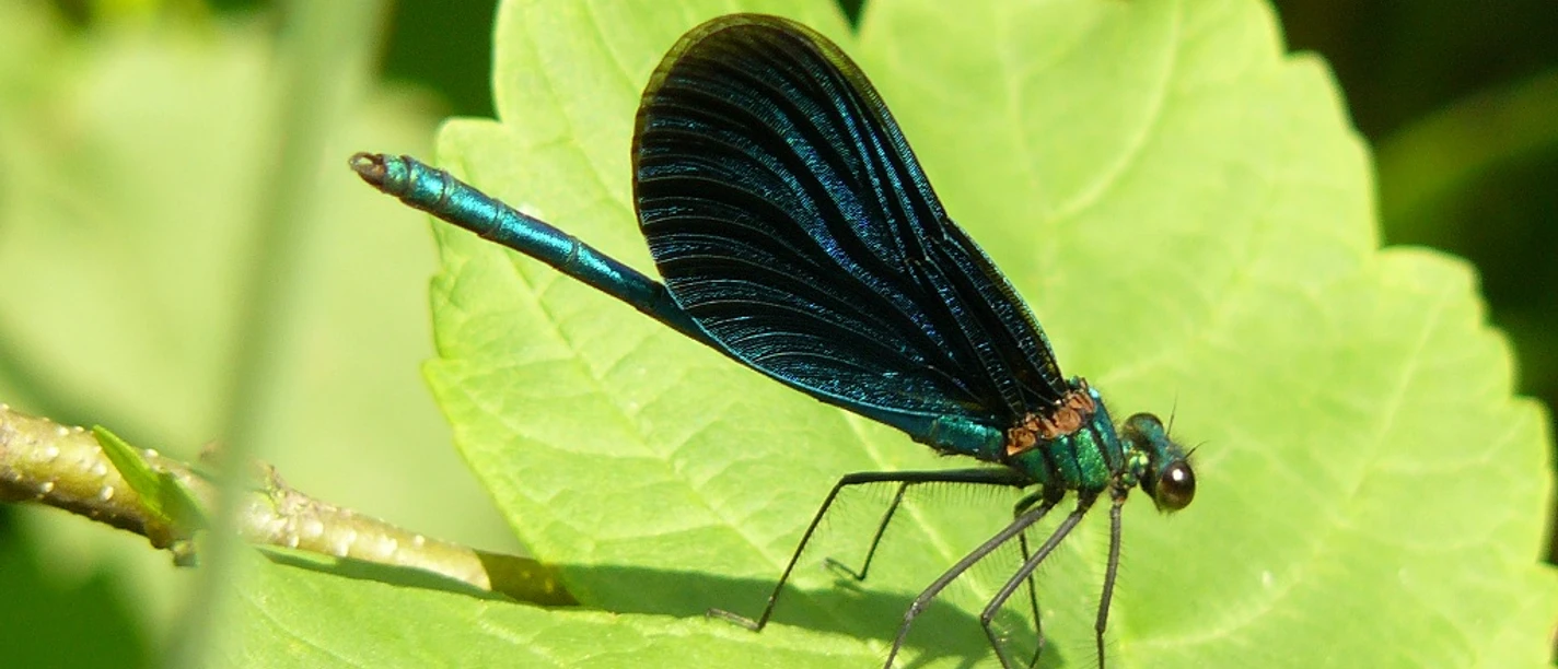 Natur entdecken - Blauflügel-Prachtlibelle Natur entdecken - Blauflügel-Prachtlibelle