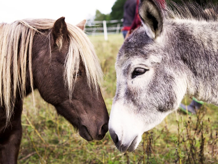 Ihre tierischen Begleiter