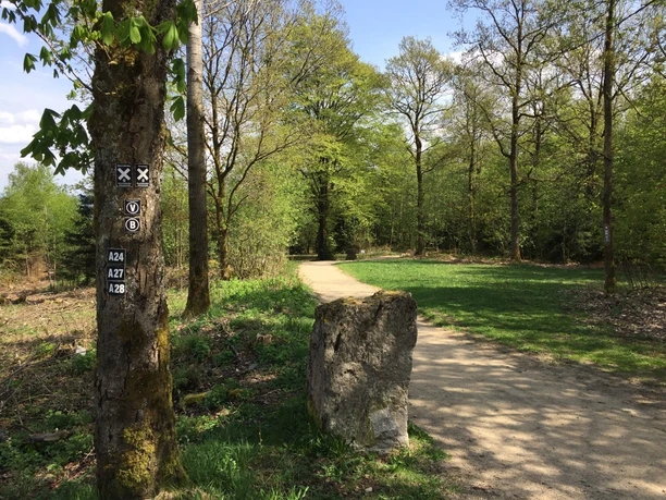 Waldweg am Naturerlebnispfad Hohe Bracht mit Wegmarkierungen an einem Baum