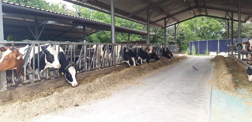Kühe in der Dairy Farm