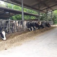 Kühe in der Dairy Farm