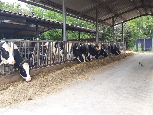 Kühe in der Dairy Farm