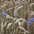 Kornblumen im Feld