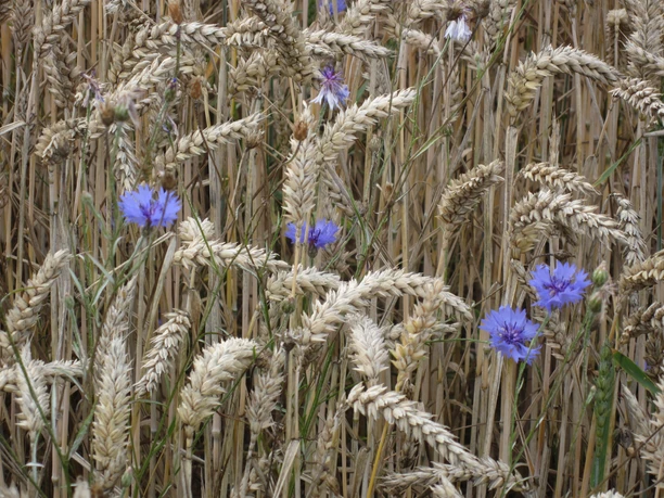 Kornblumen im Feld