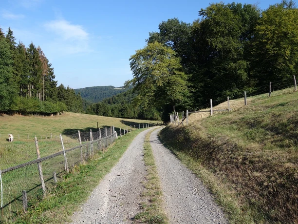 Ashpahltierte Wegesabschnitte und breite Forstwege begleiten uns