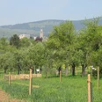Obstgärten vor Kronberg