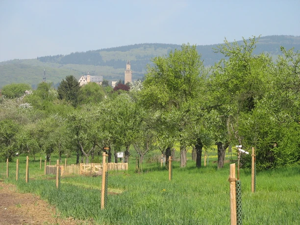 Obstgärten vor Kronberg