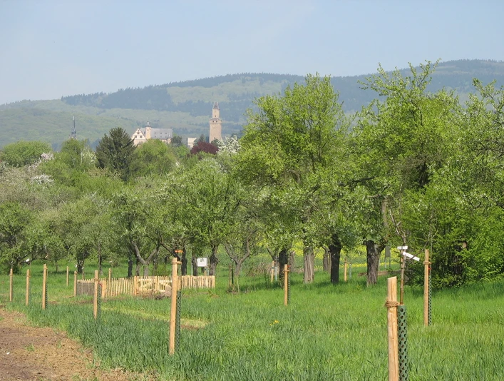 Obstgärten vor Kronberg