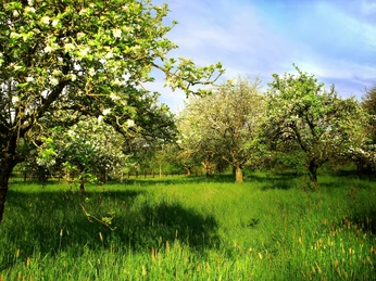 Blühende Obstwiese