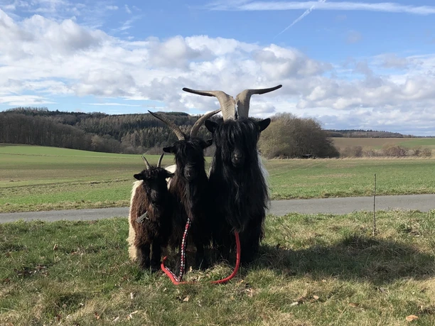 Ihre Begleiter beim Ziegentrekking