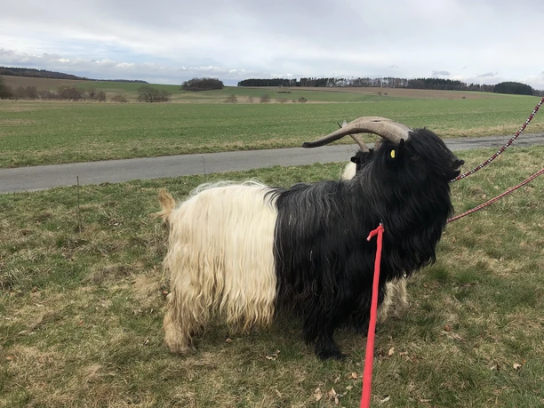 Walliser Schwarzhalsziege
