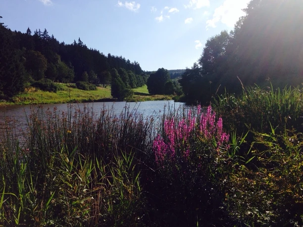 Bärenfichtenweiher Bärenfichtenweiher