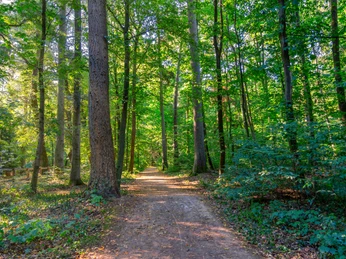 Forstgarten Tannenwald