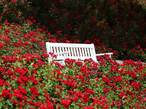 Rosenhang im Kurpark