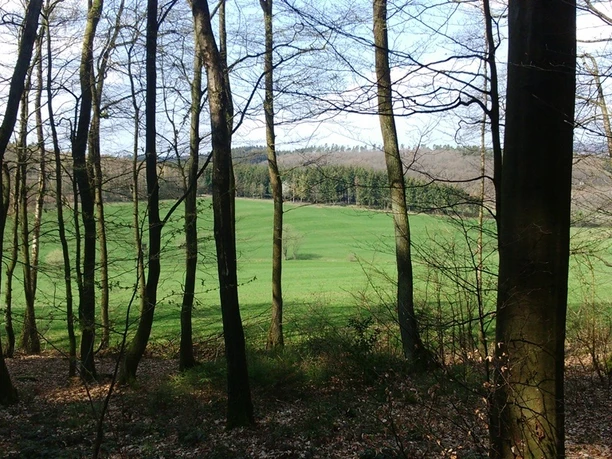 Blick auf die Wiese mit Borkebach