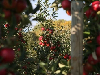 Das Beste aus dem Apfel