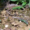 Echsen im Waldgarten