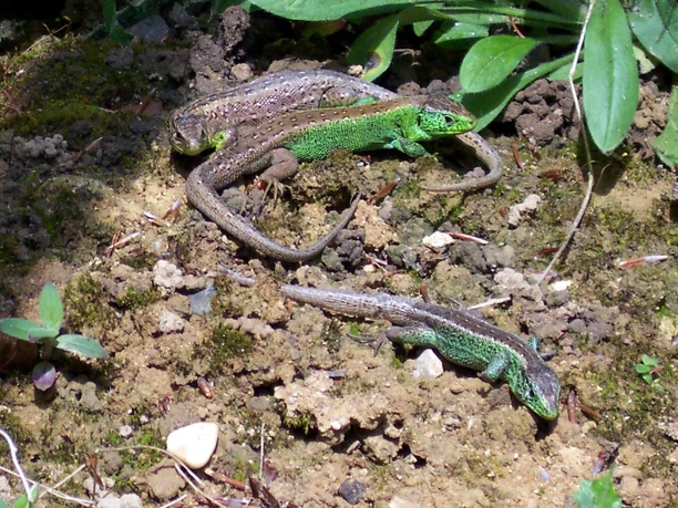 Echsen im Waldgarten
