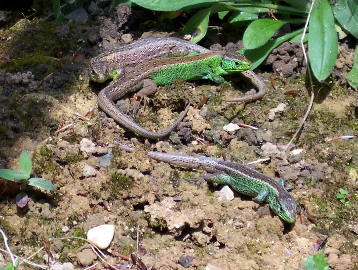 Echsen im Waldgarten